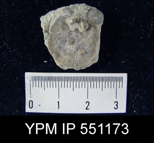 Rhipidomella hybrida