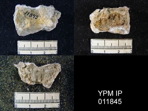 Aulosteges wolfcampensis