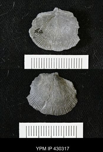 Devonochonetes sp.