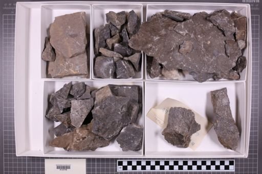mixed taxa, stratigraphic collection