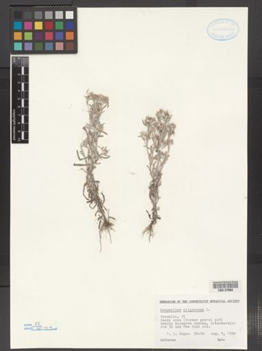Gnaphalium uliginosum
