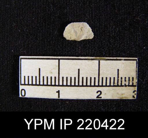 Chonetina flemingi var. plebeia