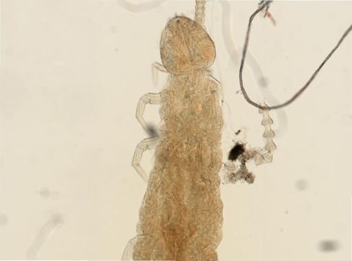 Scutigerella immaculatus