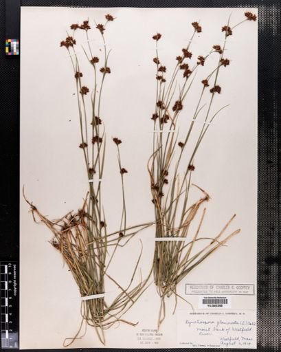 Rhynchospora capitellata