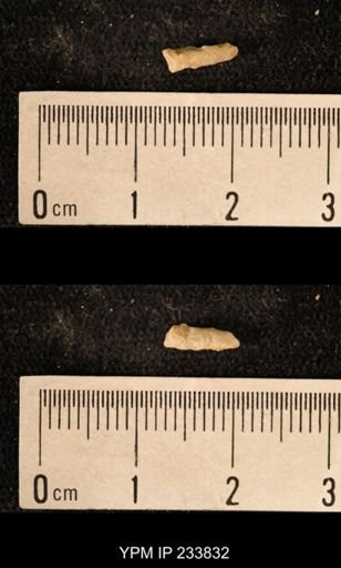 Archaeocidaris sp.