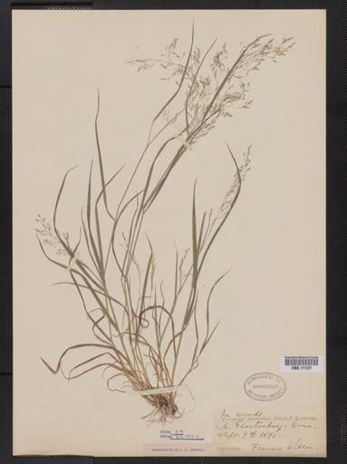 Agrostis perennans