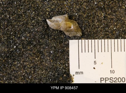 Gastropoda