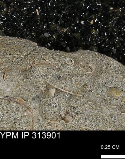 undet. Scaphopoda
