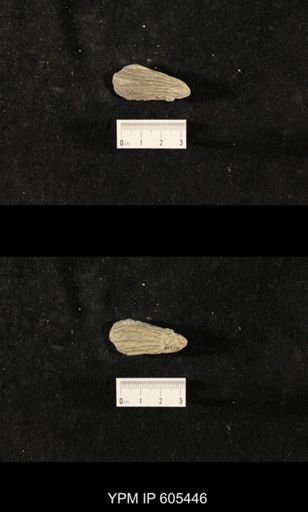 Glyptocrinus decadactylus
