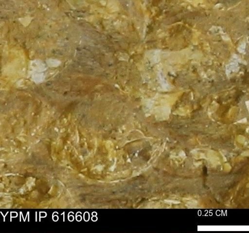 Teredo sp.