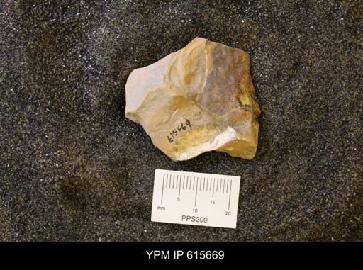 undet. Bivalvia