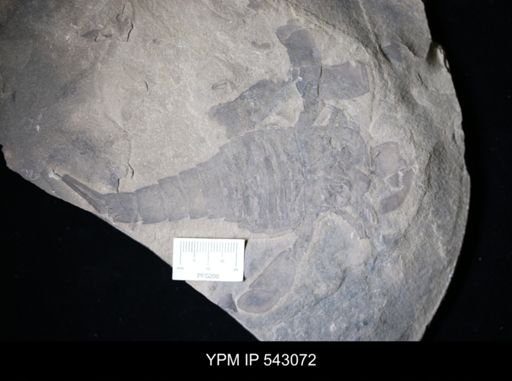 Eurypterus sp.