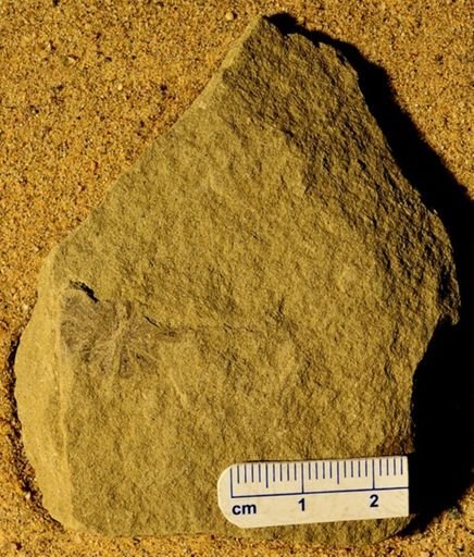 Annularia