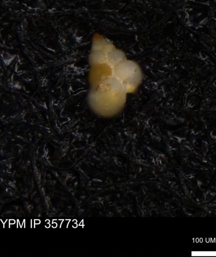 undet. Foraminiferida