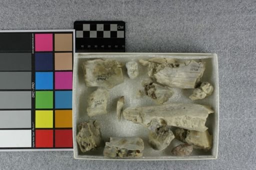 Entelodon sp.