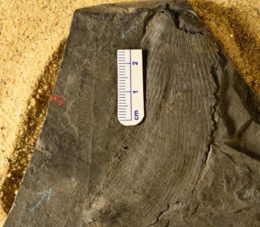 Pecopteris