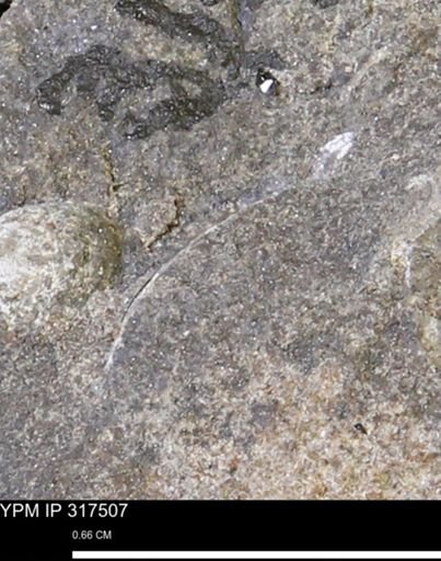 undet. Mollusca