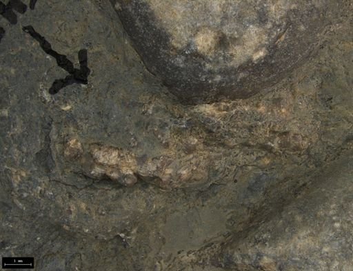 Aplocoma damesii