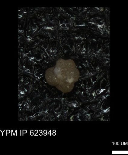 undet. Foraminiferida