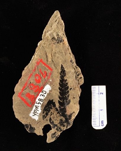 Cladophlebis denticulata