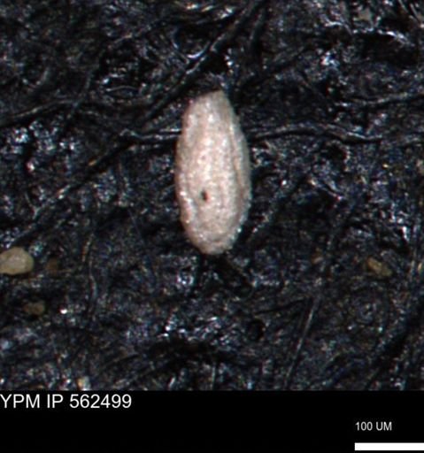 Miliammina ischnia