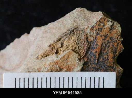 undet. Homalozoa