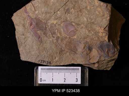 undet. Discinoidea
