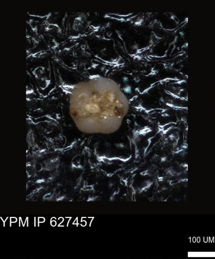 undet. Foraminiferida