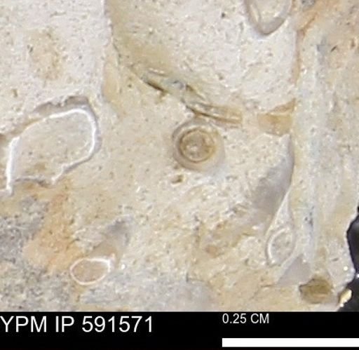 Serpulidae