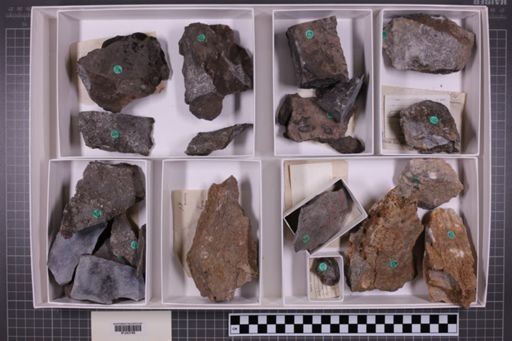 mixed taxa, stratigraphic collection