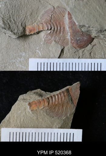 Chelicerata