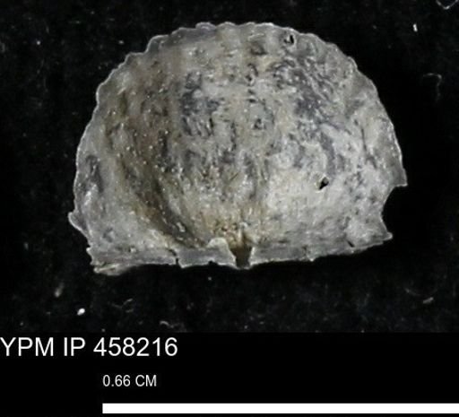 Chonetes mucronatus