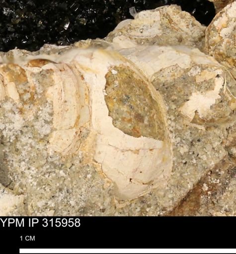 Serrifusus?
