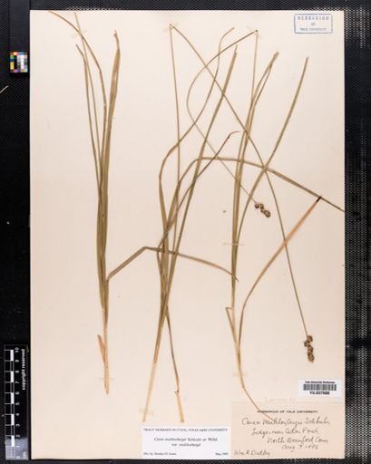 Carex vulpinoidea