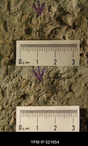 Aganaster gregarius