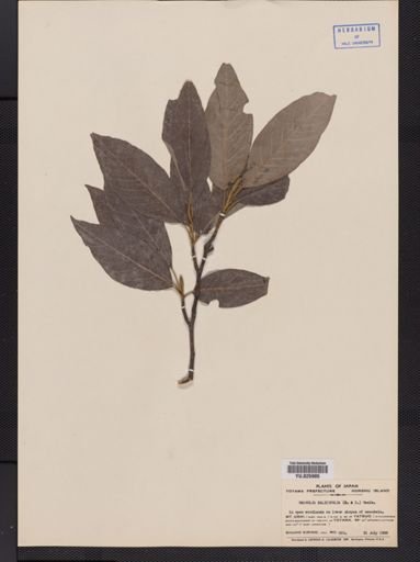 Magnolia salicifolia