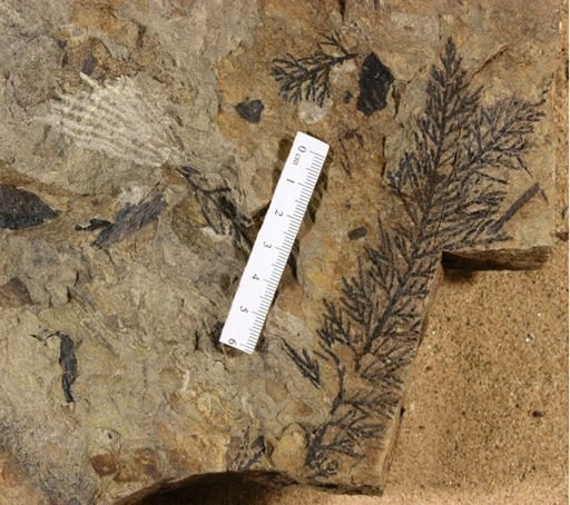 Platycladium creberum