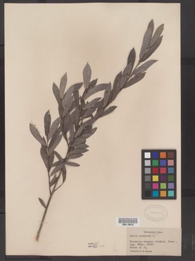 Salix purpurea