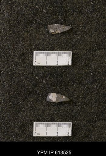 Scaphites sp.