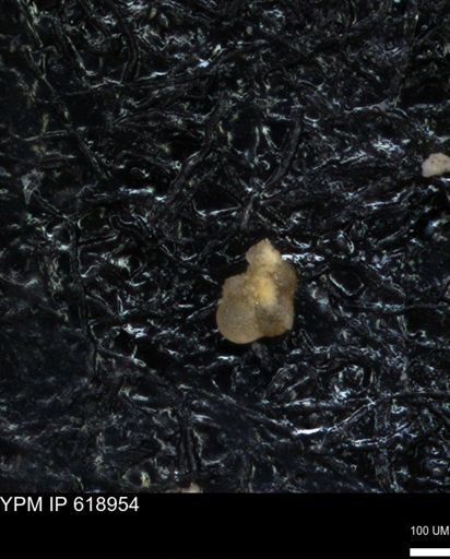 undet. Foraminiferida