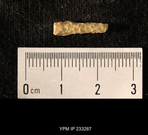 Archaeocidaris sp.