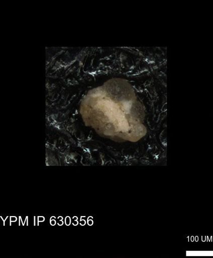 undet. Foraminiferida