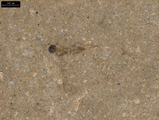 taxon undetermined