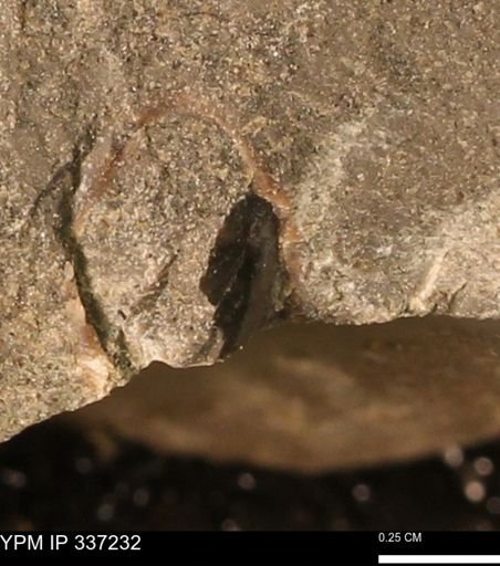 undet. Mollusca