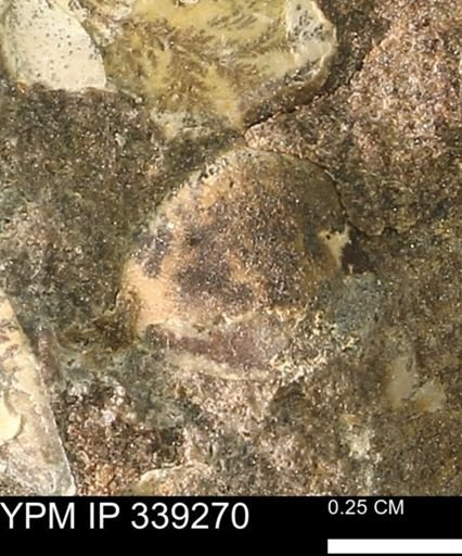 undet. Bivalvia