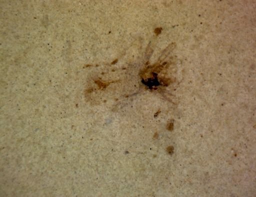 undet. Hexapoda