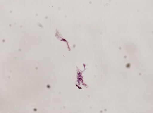 Paranebalia longipes