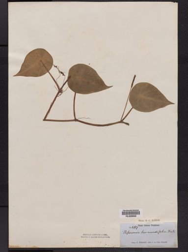 Peperomia