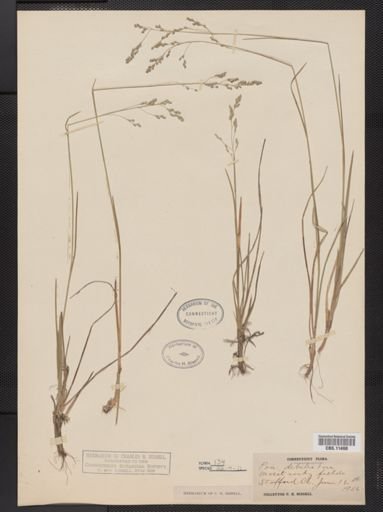 Poa languida