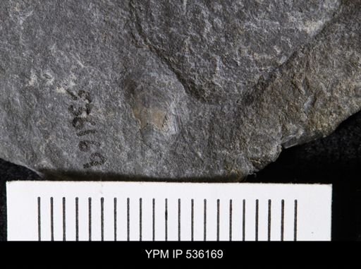 Lingula sp.